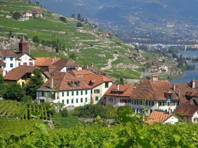 Le vignoble © GP
