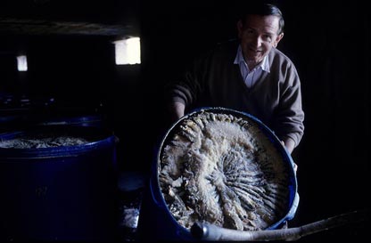Anchois de Collioure © Maurice Rougemont