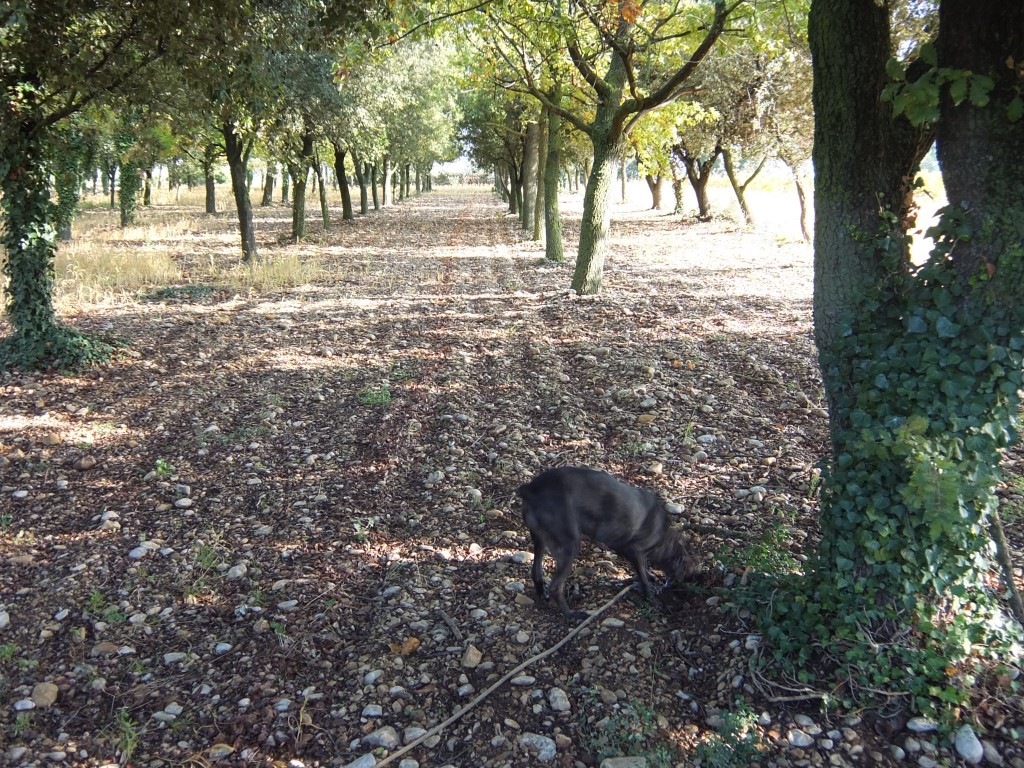 Le chien sous les chênes © GP