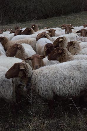 Les brebis © Maurice Rougemont