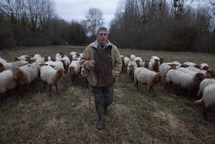 Avec les brebis © Maurice Rougemont