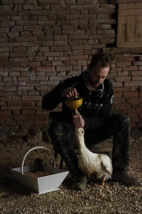 Le gavage des canards © Maurice Rougemont