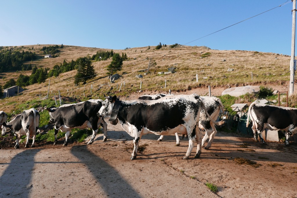 Les vaches à la sortie de l'étable © GP