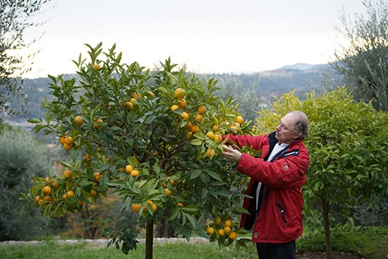 Jacques Chibois avec ses mandariniers © Maurice Rougemont