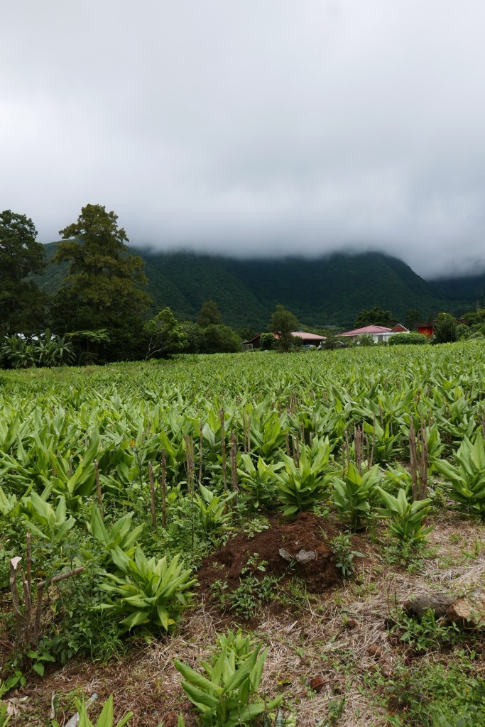 Champs de curcuma © GP