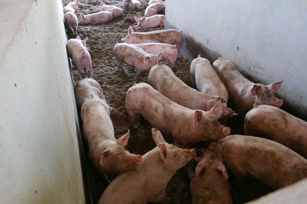 L'élevage des porcs © GP