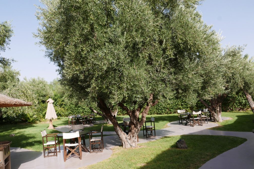 Le jardin © GP
