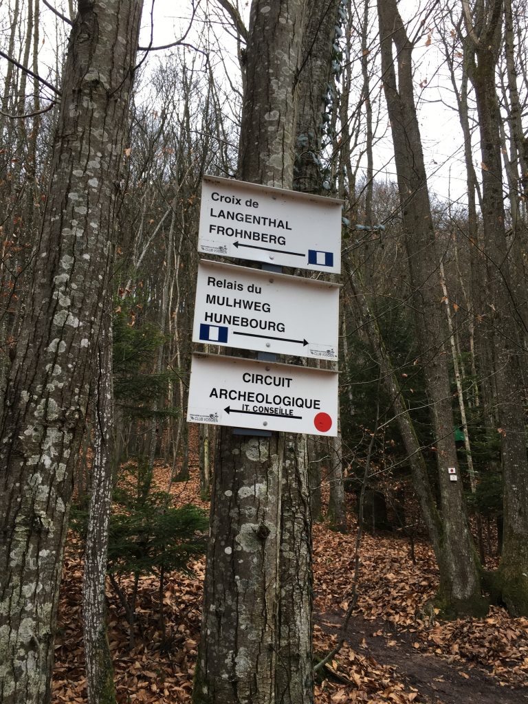 Sentiers en forêt © GP