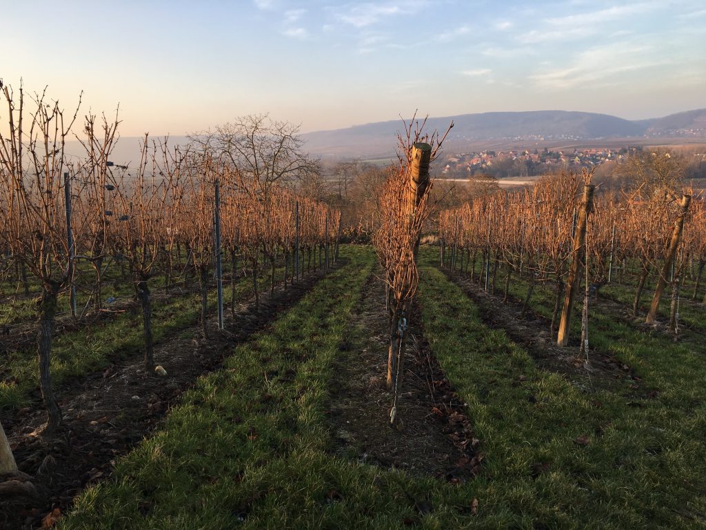 Le vignoble © GP