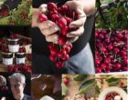 Westhoffen : le temps des cerises vu par Maurice Rougemont