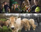 Nantes : carottes, choux et vaches par Maurice Rougemont