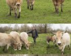 Nantes : quand Maurice Rougemont se penche sur les vaches nantaises