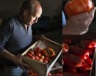 Troyes/Saint-André-les-Vergers : le magicien de la tomate vu par Maurice Rougemont
