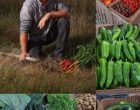 Noirmoutier :  Anthony Billon et ses légumes vus par Maurice Rougemont