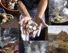 Saint-Jean-de-Monts : les grenouilles de la Quich&rsquo;notte sont en vente !