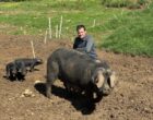 Issac : les beaux cochons de la Massinie