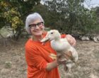 Castelnau-Barbarans : les foies gras de la ferme