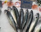 Paris 16e : Belles Feuilles, beaux poissons