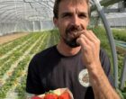 Castelnaudary / Mas-Stes-Puelles : les beaux légumes du P&rsquo;tit Paul