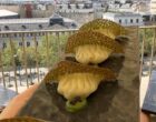 Paris 8e : Aqua Kyoto, sushis avec vue