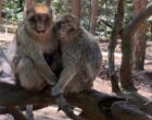Kintzheim : la Montagne des Singes, en royaume naturel