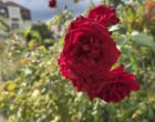 Saverne : la vie en rose à la Roseraie