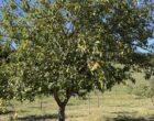 Irouléguy : chez les Espil, la vigne a de l’avenir