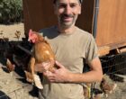 Pornic : les œufs au vert de l’Écoferme du Portmain